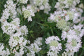 100 Seeds Mountain Mint Pycnanthemum virginianum Native Perennial Pollinator Garden Herb