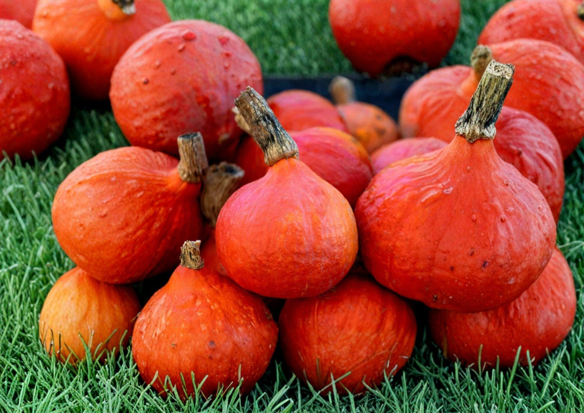 Japanese Red Kuri Squash Seeds, Uchiki Kuri Heirloom Organic Vegetable Seeds for Garden Planting