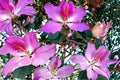 10 Seeds Purple Orchid Tree Bauhinia purpurea