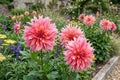 Dinnerplate Dahlia Bulb Clump – LABYRINTH Variety, Large Blooms, Garden Flower, Dahlia pinnata
