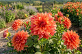 Giant Dinnerplate Dahlia Bulb Clump Coral Raspberry - Belle of Barmera Dahlia (Dahlia pinnata)