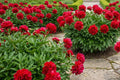 Light Pink Rose Seeds - 20 Pack for Romantic Gardens - Rosa spp. - Easy to Grow Flowering Plants