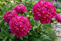 Red Kansas Double Peony Bulb Root Plant - Paeonia lactiflora, Vivid Red Perennial Flower