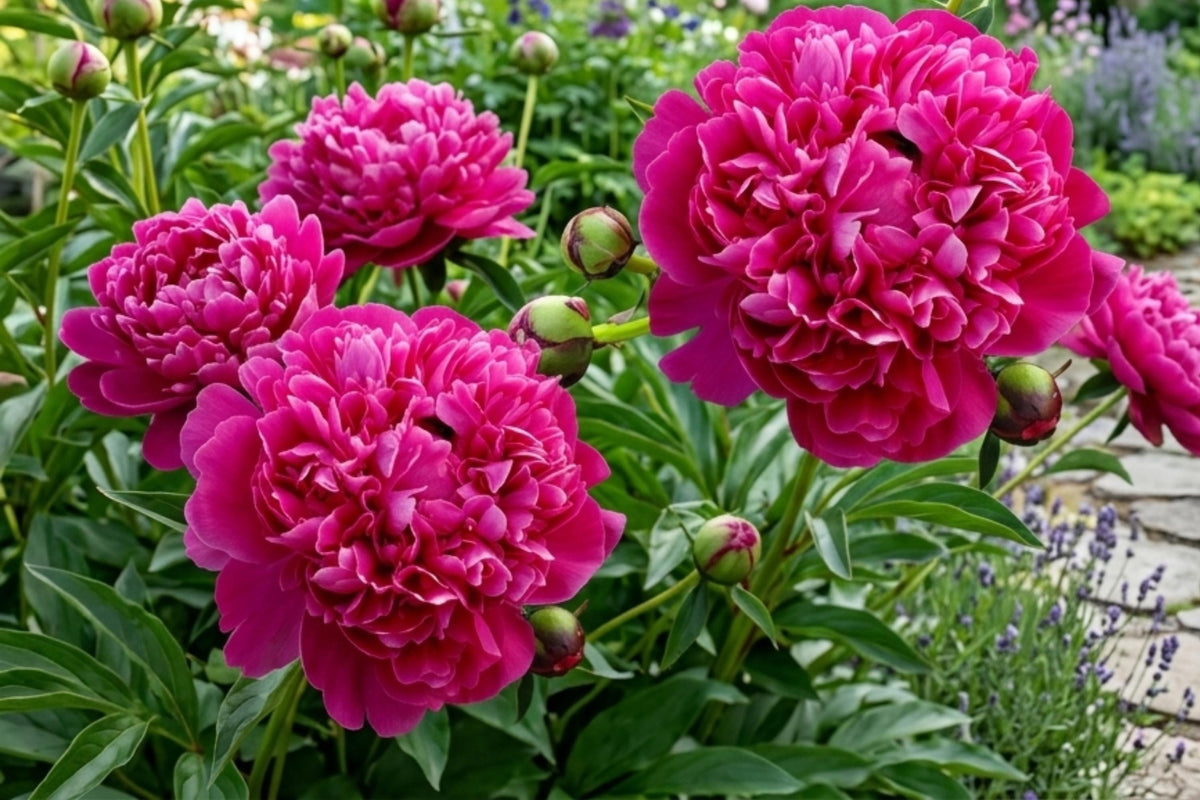 Red Kansas Double Peony Bulb Root Plant - Paeonia lactiflora, Vivid Red Perennial Flower