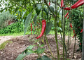 Cayenne Pepper Seeds Fiesta Blend Heirloom Organic Non-GMO Hot Chili Mix for Garden Planting