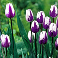 Flaming Flag Tulip Bulbs – Purple White Spring Blooming Garden Flowers – Tulipa gesneriana