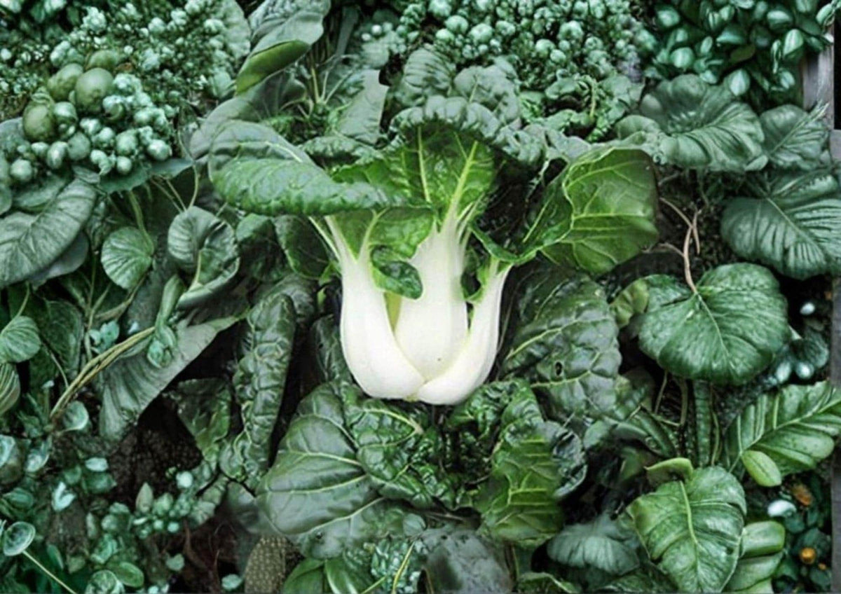 Pak Choi White Stem Seeds – Heirloom Non-GMO Chinese Cabbage for Garden, Vegetable, Asian Greens, Brassica rapa