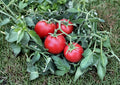 120+ Ace 55 Tomato Seeds Heirloom Non-GMO Low Acid Slicer Variety for Garden Planting