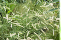 Blue Grama Grass Seeds – Drought Tolerant Native Prairie Grass, Bouteloua gracilis, 100 Seeds for Natural Lawns & Xeriscaping