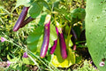 Long Purple Eggplant Seeds - Heirloom Organic Non-GMO, High Yield Garden Planting, Solanum melongena