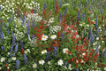 Red, White & Blue Wildflower Seeds - Drought Resistant Bee-Friendly Pollinator Mix, 1000+ Seeds, Natural Landscape, Easy Gardening