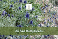 Sea Holly Seeds 25 Eryngium Blue Star Flower Perennial Garden Plant for Borders & Dried Arrangements