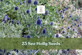 25 Sea Holly Seeds - Eryngium Blue Star Flower - Rare Ornamental Plant for Garden - Unique Blue Blooms
