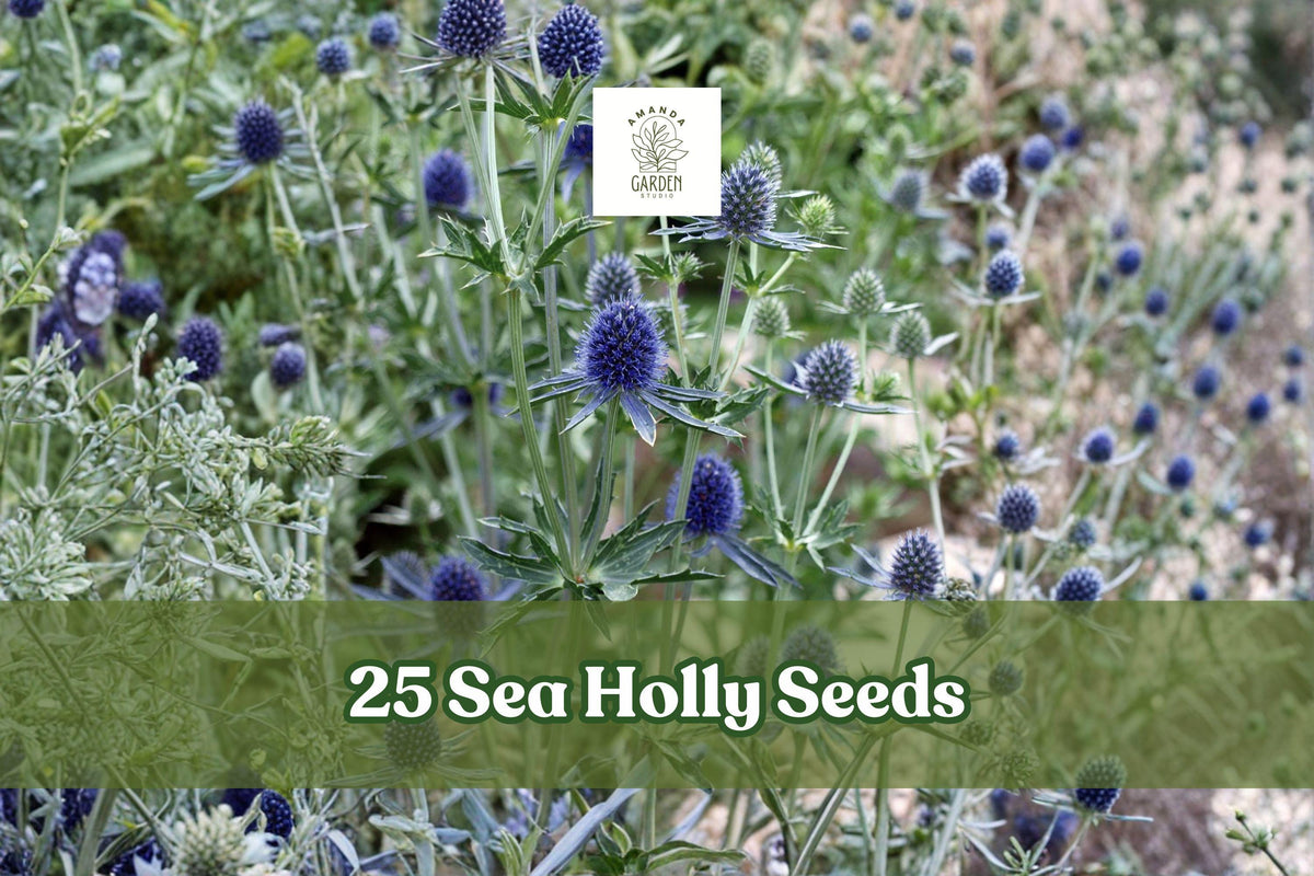 25 Sea Holly Seeds - Eryngium Blue Star Flower - Rare Ornamental Plant for Garden - Unique Blue Blooms