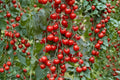 Waterfall Heirloom Cherry Tomato Seeds – Trailing Vine, High Yield, Non-GMO, 30+ Seeds, Perfect for Hanging Baskets & Containers