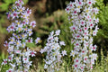 Heart-Leaved Aster Seeds 100 Pack - Lavender to Pale Blue Flowers - Symphyotrichum cordifolium - Native Perennial Wildflower