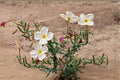 Pale Evening Primrose Seeds (Oenothera pallida) - Native Wildflower for Pollinator Gardens, Drought Tolerant, Night Blooming, 100 Seeds