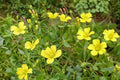 10 Seeds Chilean Yellow Clover Oxalis valdiviensis Ornamental Flowering Groundcover