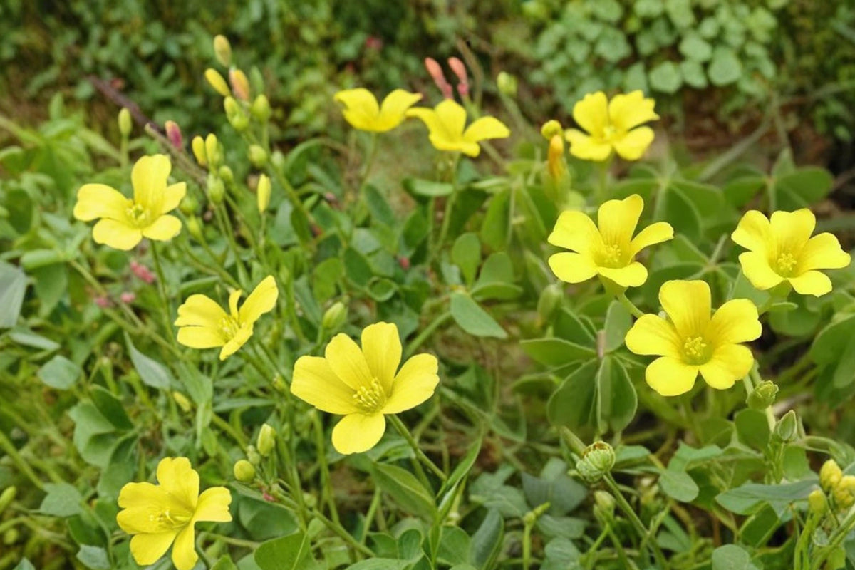 10 Seeds Chilean Yellow Clover Oxalis valdiviensis Ornamental Flowering Groundcover