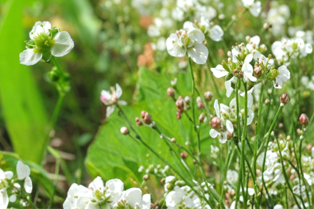 100 Seeds Mud Plantain Alisma subcordatum Aquatic Native Pond Plant