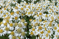 Flat-Topped Aster Seeds - 100 Seeds - White Wildflower - Doellingeria umbellata - Perennial Herbaceous Plant for Meadows & Wetlands