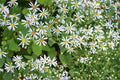 100 Seeds Big-Leaved Aster Eurybia macrophylla Shade Garden Native Perennial