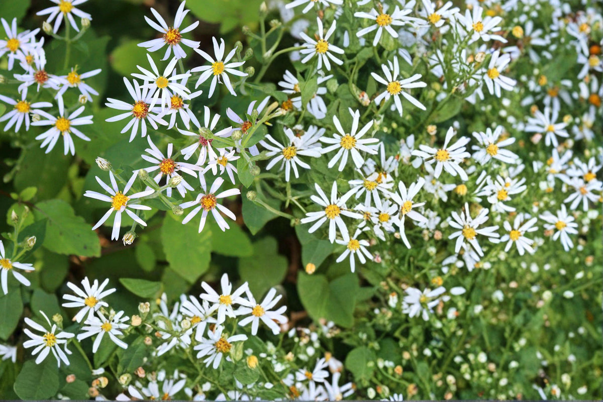 100 Seeds Big-Leaved Aster Eurybia macrophylla Shade Garden Native Perennial