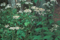 100 Seeds Schreber Wood Aster Eurybia schreberi Shade Perennial White Flowers