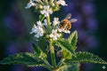 White Vervain Seeds 100 Pack, Native Wildflower, Pollinator Garden, Verbena urticifolia, Easy to Grow, Low Maintenance