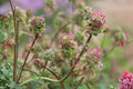 Small Burnet Herb Seeds - Hardy Perennial with Edible Cucumber-Flavored Leaves - Sanguisorba Minor