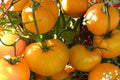 Yellow Brandywine Heirloom Tomato Seeds, Beefsteak, Golden-Yellow, Indeterminate, 30+ Seeds