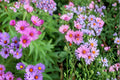 New England Aster Seeds - 100 Seeds - Purple to Magenta Flowers - Symphyotrichum novae-angliae - Native Perennial for Gardens