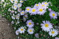 New York Aster Seeds – 100 Herbaceous Perennial, Lavender to Purple Flowers, Symphyotrichum novi-belgii, Meadow & Border Plant