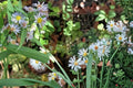 100 Seeds Willow Aster Symphyotrichum praealtum Native Perennial Wildflower