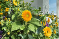 Dwarf Teddy Bear Sunflower Seeds – Compact Double Pompon Blooms, Bright Golden-Yellow, Heirloom, 10+ Seeds
