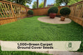 Green Carpet Ground Cover Seeds – Herniaria glabra, Low-Growing, Drought-Tolerant, Lawn Alternative, 1,000+ Seeds