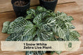 Snow White Zebra Plant Live Indoor Houseplant - Aphelandra squarrosa ‘Dania’ with White-Striped Foliage