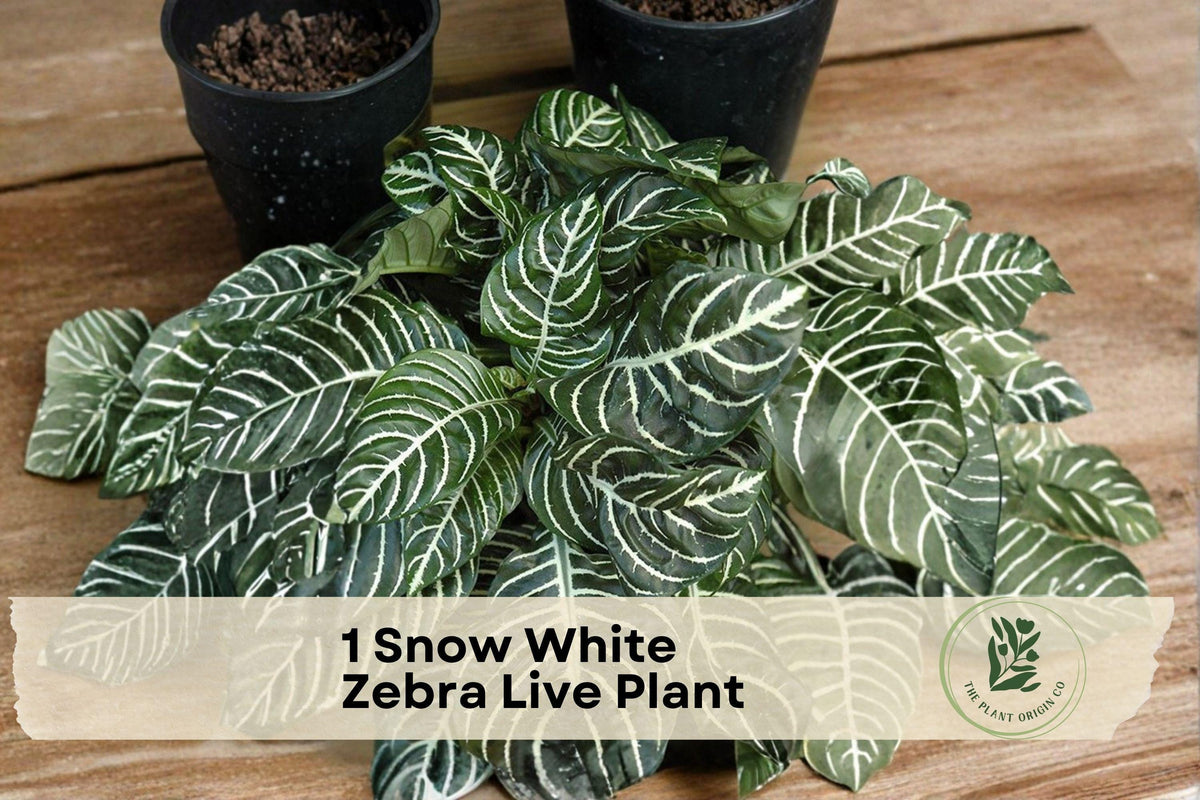 Snow White Zebra Plant Live Indoor Houseplant - Aphelandra squarrosa ‘Dania’ with White-Striped Foliage