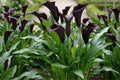 Odessa Calla Lily Bulbs - Vibrant Flowers, Zantedeschia spp. - Live Plant for Spring Planting