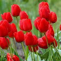 Red Tulip Bulbs – 5 Pack for Fall Planting – Bright Red Spring Flowers – Tulipa spp. Perennial Bulbs for Garden Beds & Containers