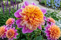 Powder Puff Dahlia Tuber Clump – Pollinator Attracting Garden Flower – Dahlia pinnata Bulb for Borders & Cut Flowers