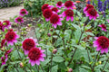 Powder Puff Dahlia Bulb Clump Poodle Skirt Variety Pink White Blooms Garden Flower Plant