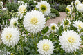 Large White Fleurel Dahlia Bulb Tuber Clump | Dahlia pinnata | Garden Flower, Cut Flower, Easy to Grow