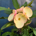 Crown of Thorns Cutting – Soft Pink Flowers, Succulent Starter Plant, Euphorbia milii, Indoor & Outdoor Garden Plant