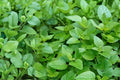 Lemon Balm Seeds (Melissa officinalis) – Fragrant Herb for Tea, Culinary, and Remedies, 100 Seeds