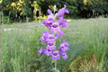 Showy Beardtongue Seeds, Penstemon cobaea, Native Wildflower, Drought Tolerant, Pollinator Attractant, Lavender Blooms