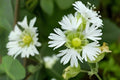Starry Campion Seeds (100) | Native Wildflower with White Star-Shaped Blooms | Silene stellata