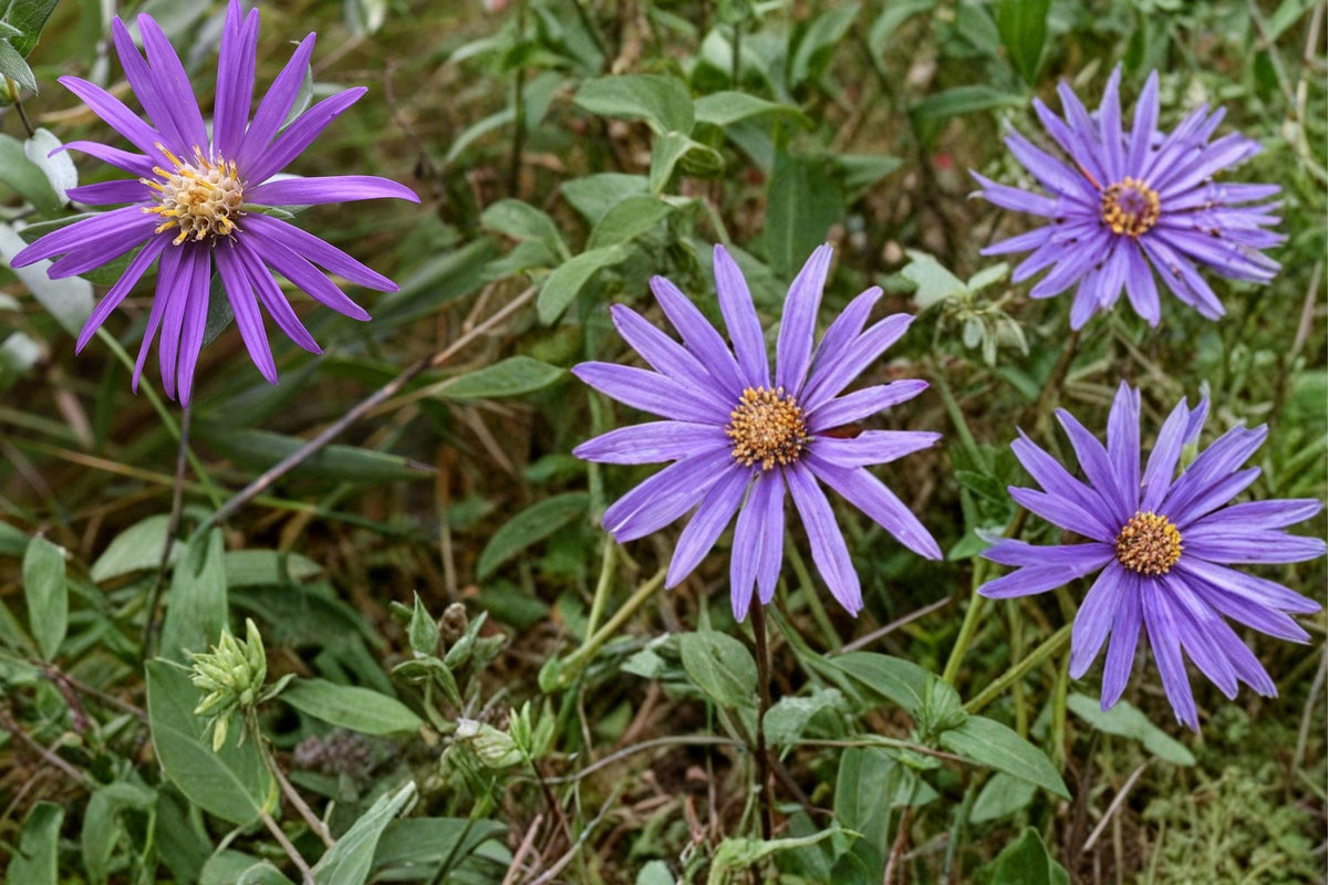 100 Seeds Silky Aster Symphyotrichum sericeum Native Wildflower