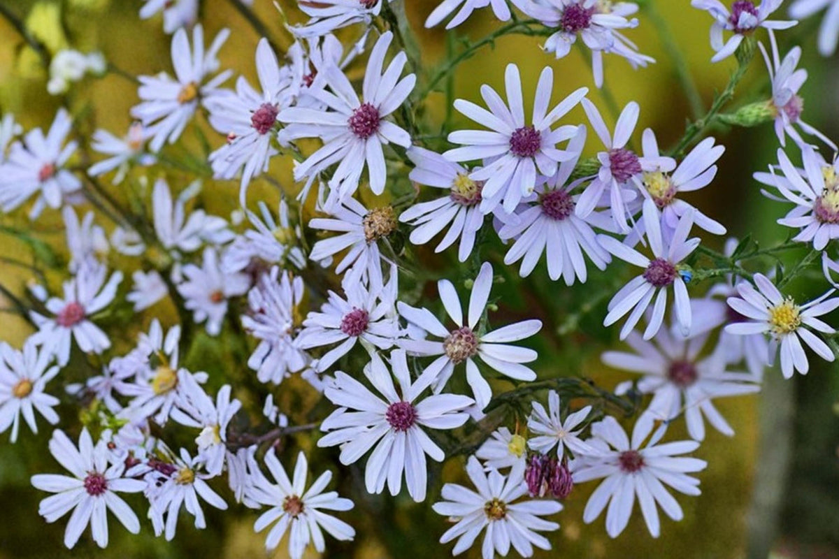 100 Seeds Short's Aster Symphyotrichum shortii Native Wildflower