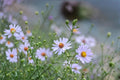 100 Seeds Prairie Aster Symphyotrichum turbinellum Native Perennial Wildflower